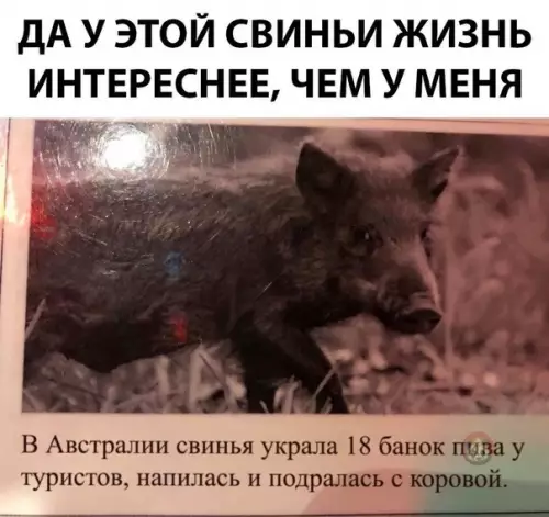 Смешная картинка №488015 свинский поступок)