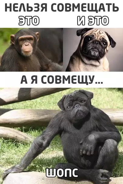 Смешная картинка №525497
