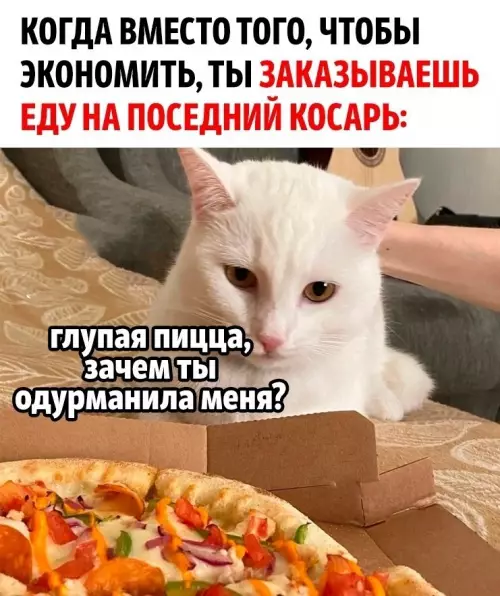 Кот и пицца: Печальные размышления