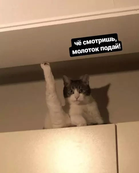 Смешная картинка №452653 Зашел на кухню в 3 часа ночи. Кот уверен, что потолок падает?