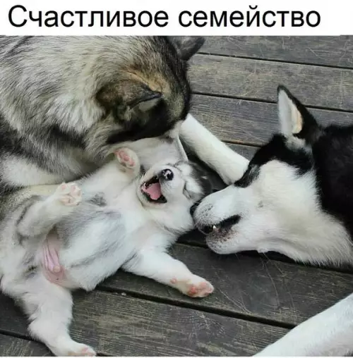 Смешная картинка №189914