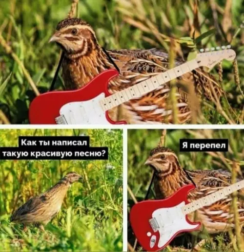 Рок-звезда в перьях! 🎸🐥 - Как ты написал такую красивую песню? Я перепел