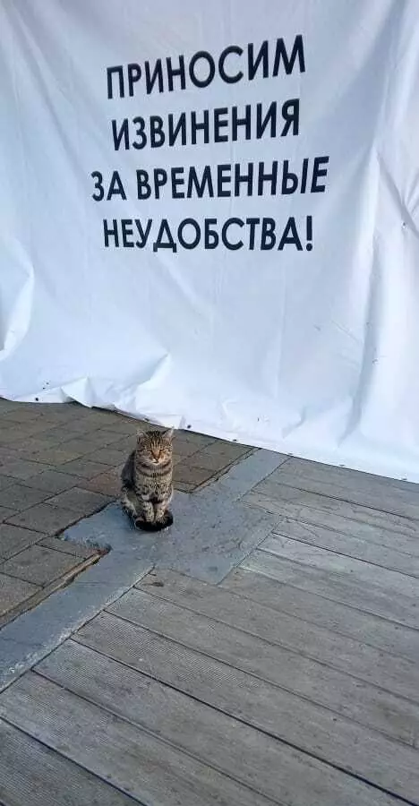 Смешная картинка №691574 Коты