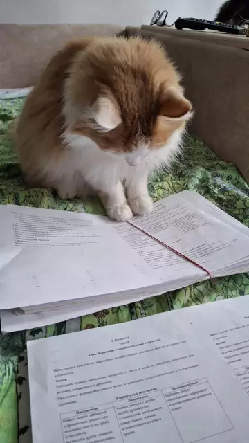 продолжение Смешная картинка №778866 Учёновое🐈🐾🐾