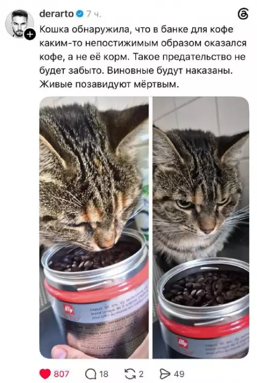 Кот в ярости: кофейный заговор раскрыт! ☕️😼 - Кошка обнаружила, что в банке для кофе каким-то непостижимым образом