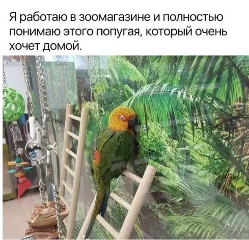 Смешная картинка №252710