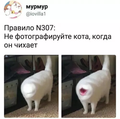 Смешная картинка №280033 коты