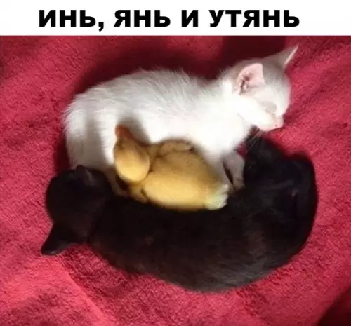 Смешная картинка №290991