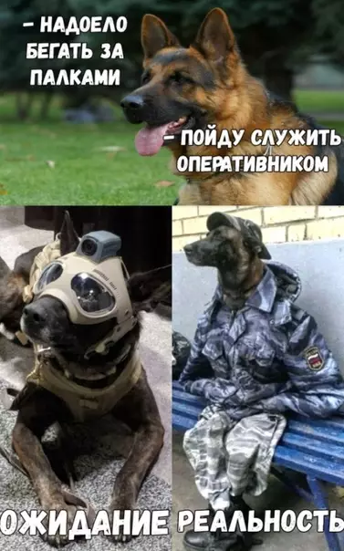 Смешная картинка №312322 Нелегкая судьба полкана?