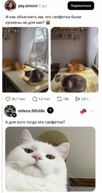 Коты и салфетки - И как объяснить им, что салфетки были куплены не для