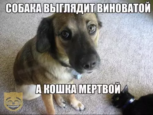 Смешная картинка №349210 #приколы #картинки #мемы ? животные