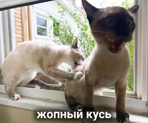продолжение Смешная картинка №573295 Виды кусь: кошки