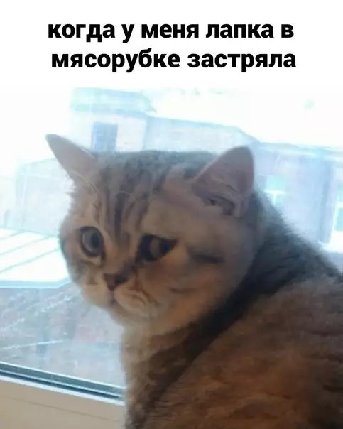 продолжение Смешная картинка №566821