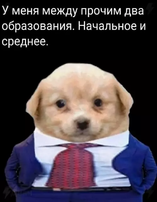 Уровень образования: Босс 💼🐶 - У меня между прочим два образования. Начальное и среднее.