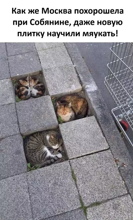 Плитка с сюрпризом! 🐈 - Как же Москва похорошела при Собянине, даже новую плитку научили