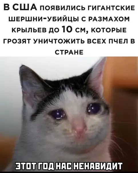 Смешная картинка №492382