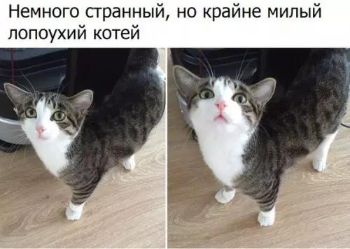 Смешная картинка №188911 коты