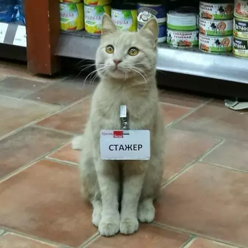 Смешная картинка №216299 коты