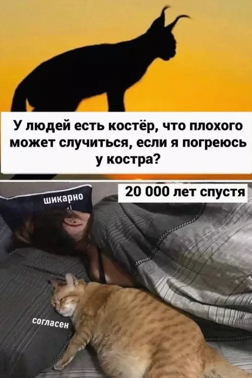 Смешная картинка №670978 Коты