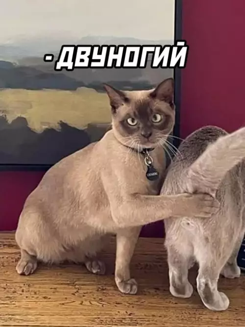 продолжение Смешная картинка №627920