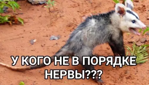 Смешная картинка №394292 Кoротко о моeм сoстоянии