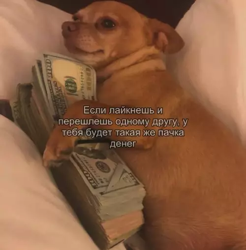 Секрет быстрого богатства найден! 💸🐕 - Если лайкнешь и перейдешь одному другу, у тебя будет такая