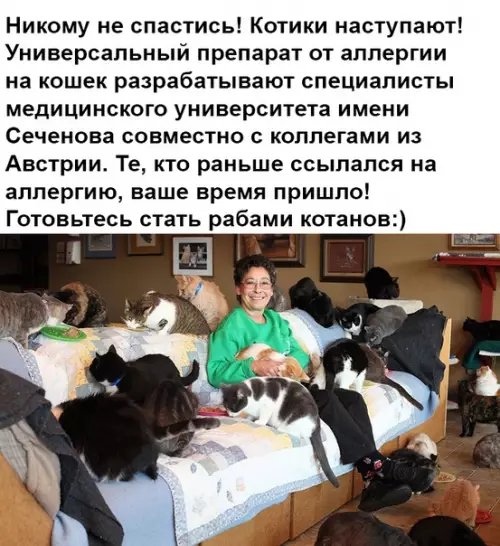 Смешная картинка №379145 кошки