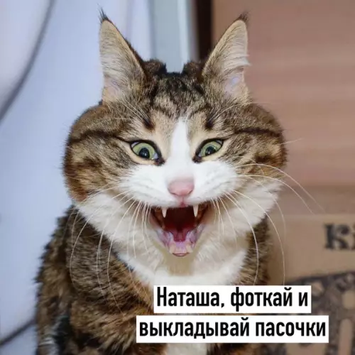 Смешная картинка №487990 Ну, кто еще не сфоткал куличи с яйцами? Наташа