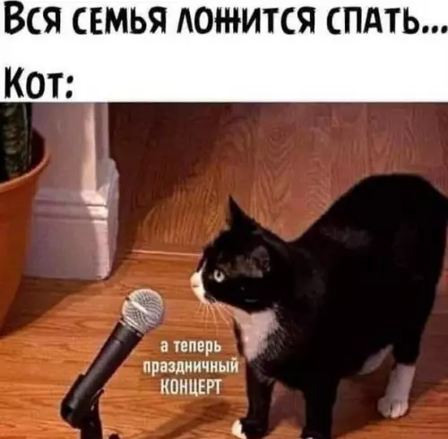 Смешная картинка №665705 Коты 