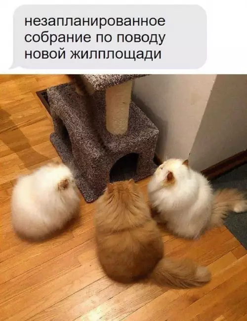 Смешная картинка №720500 Коты