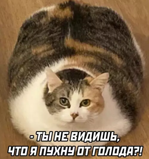 продолжение Смешная картинка №562097 Каждое утро так: