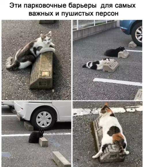 Смешная картинка №511294 Котовочное место