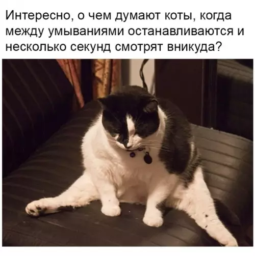 Смешная картинка №348723 коты