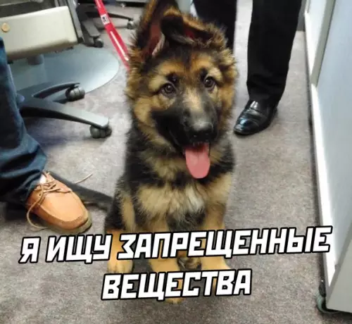продолжение Смешная картинка №583266