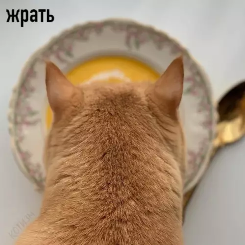 Смешная картинка №599133 Пять моих основных состояний: коты