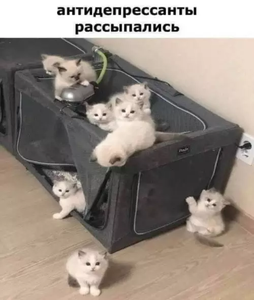 Смешная картинка №698068 коты