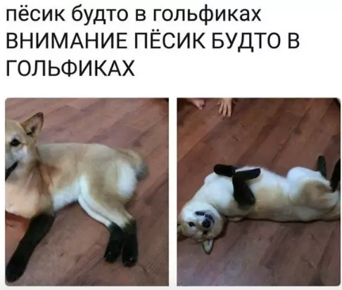 Смешная картинка №255652 собаки