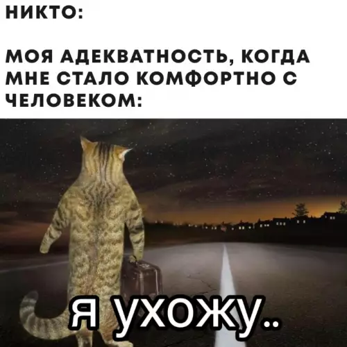 Кот уходит в закат - никто: моя адекватность, когда мне стало комфортно с человеком: я