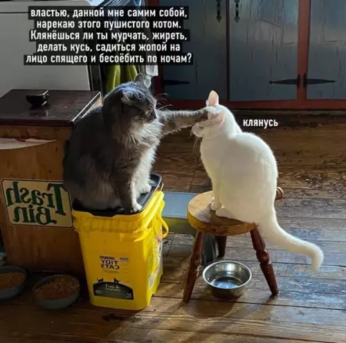 Смешная картинка №561388 Посвящение в рыцари тайного Кусь-ордена кошки
