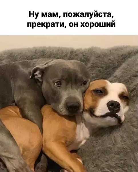 продолжение Смешная картинка №583314