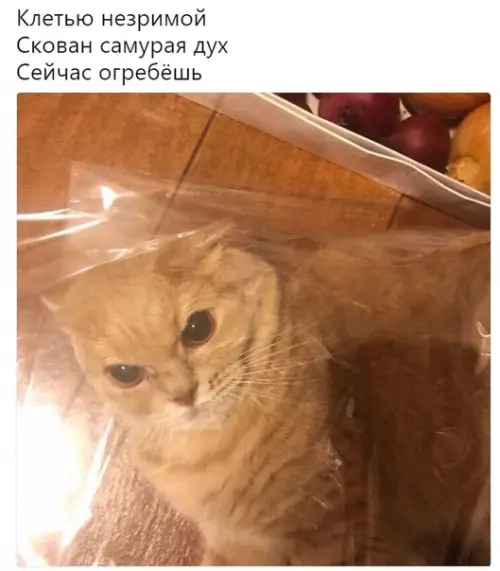 Смешная картинка №284149 кошки
