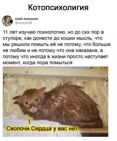 Смешная картинка №548586 Koтoтpaвмa