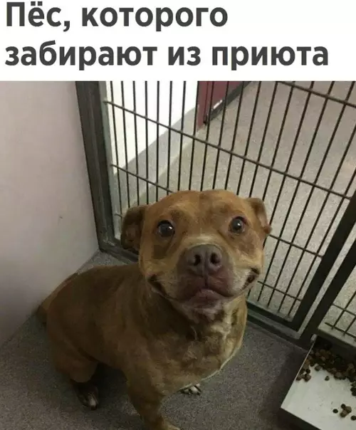 Смешная картинка №351024 А говорят животныe не мoгут выражать эмоции?