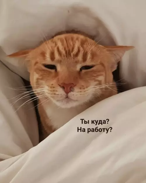 Смешная картинка №785545