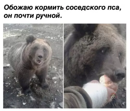 Смешная картинка №506019 Хороший песик