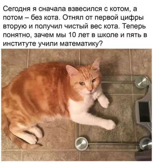 Смешная картинка №500832 Как взвесить кота