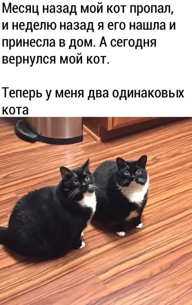 Смешная картинка №481046 Коты