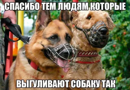 Смешная картинка №318582