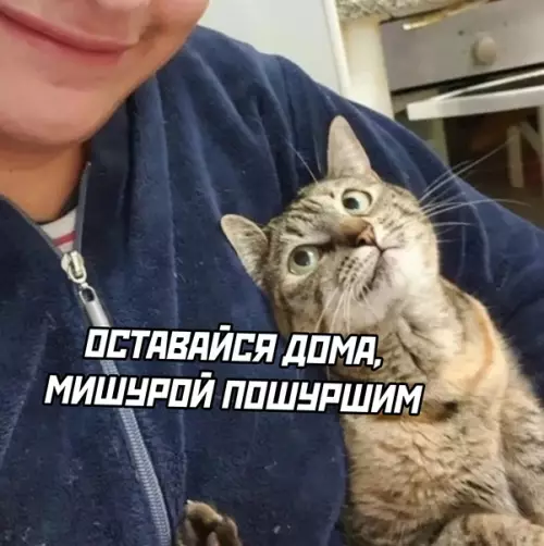 продолжение Смешная картинка №614622 Кошки, новый год