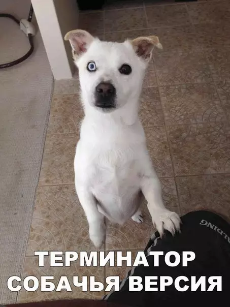 Смешная картинка №271447